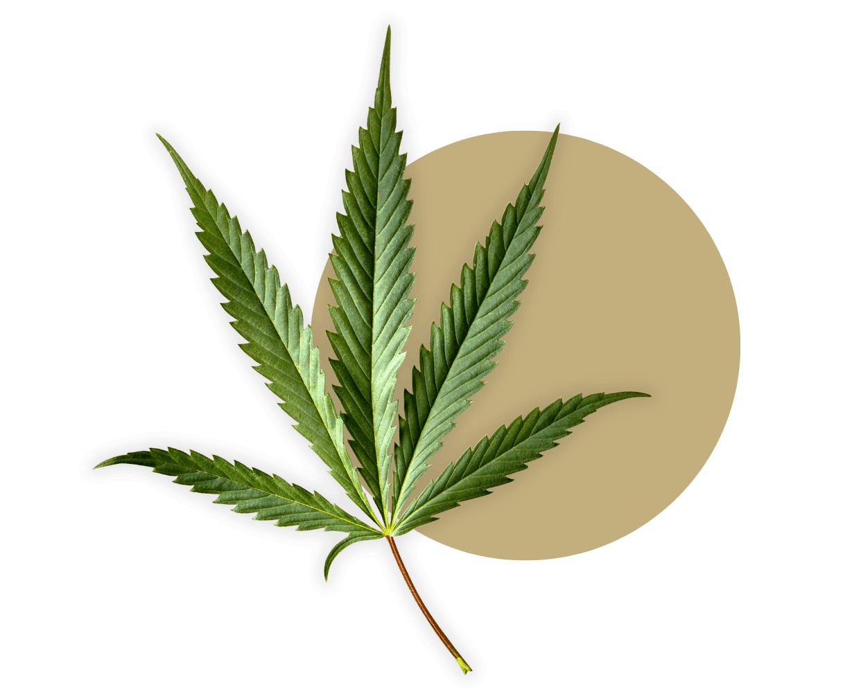 Beiger Kreis mit einem Cannabisblatt daneben liegend